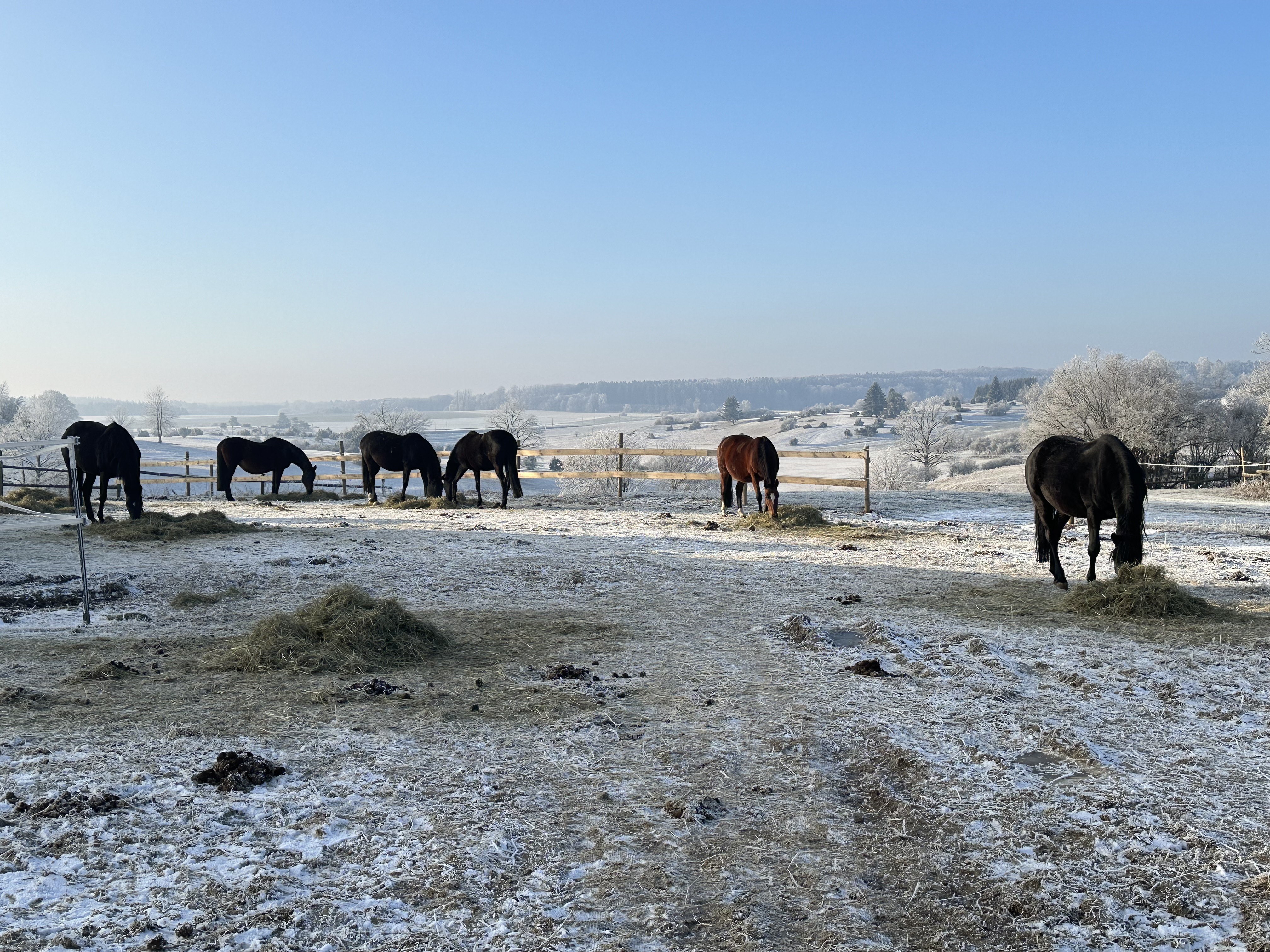 Pferde im Winter auf der Weide