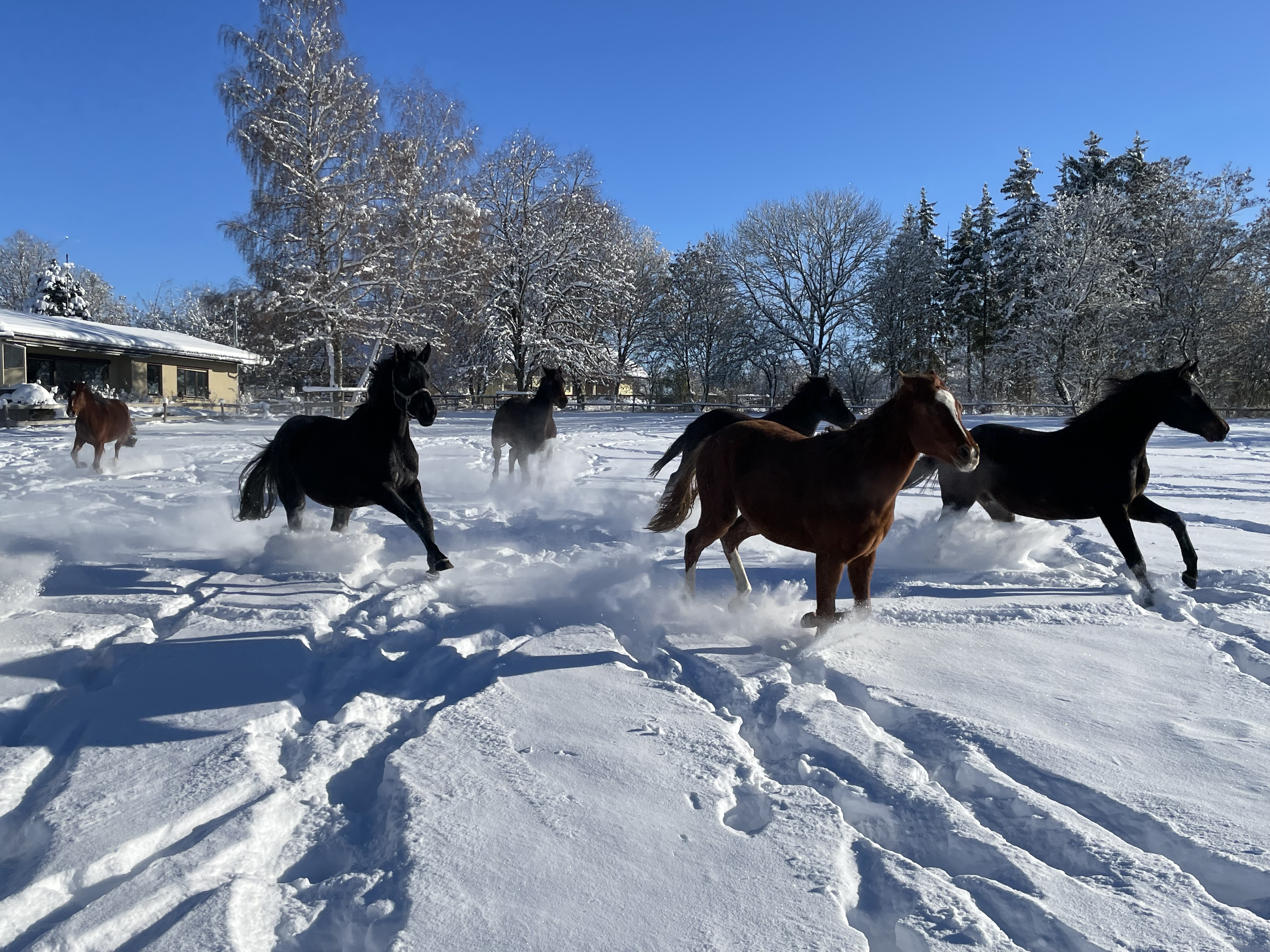 Pferde galloppieren im Schnee