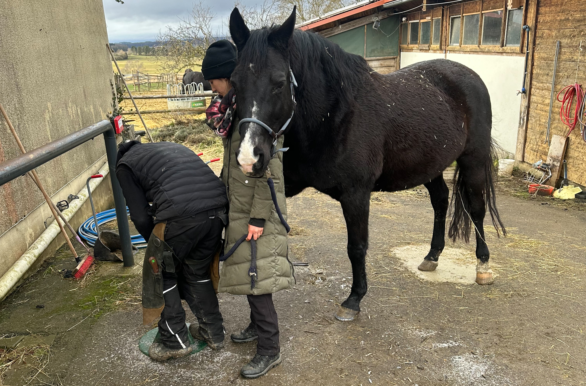 Pferde galloppieren im Schnee