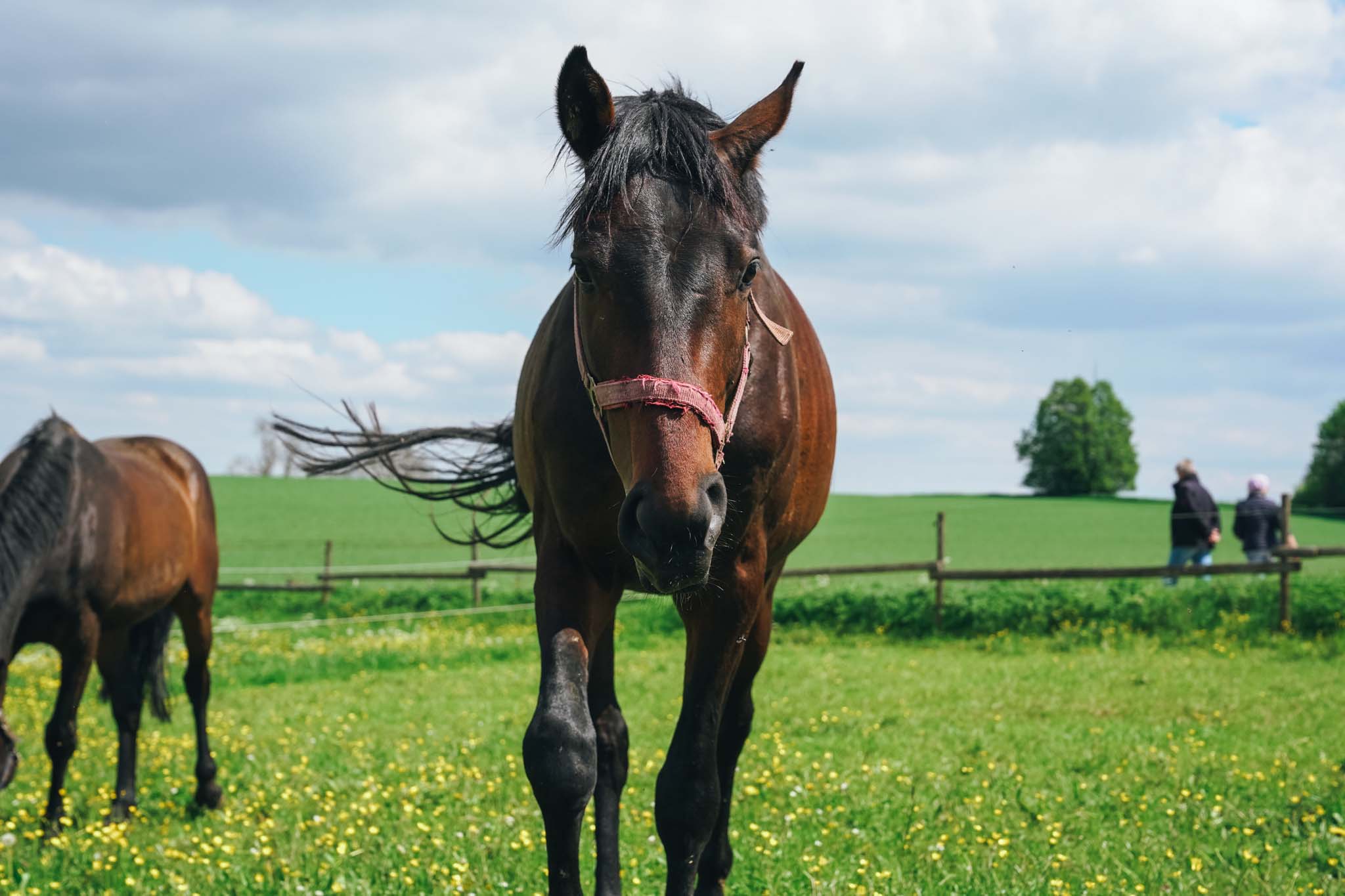 Physiotherapie am Pferd