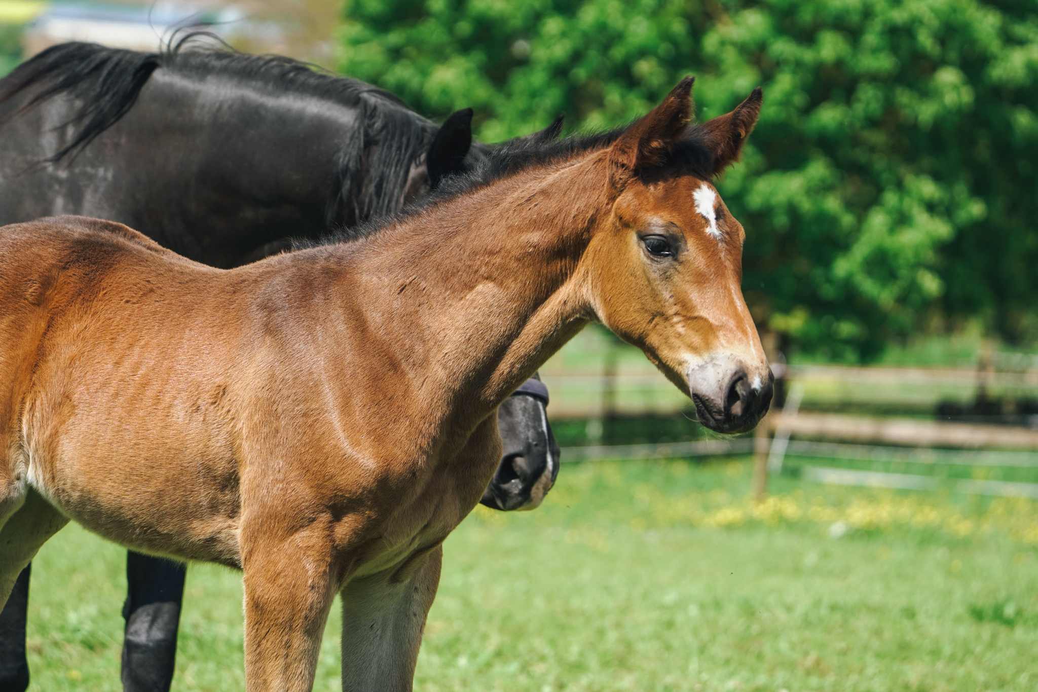 Professionelle Bedeckung
