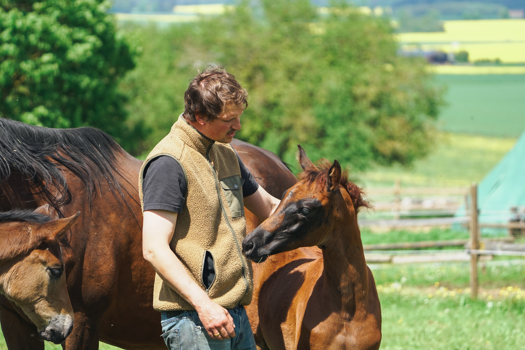 Fohlenaufzucht und Pflege