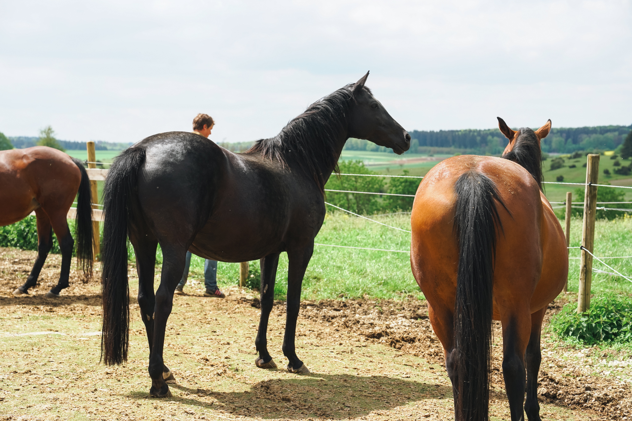 Auswahl erstklassiger Zuchtstuten